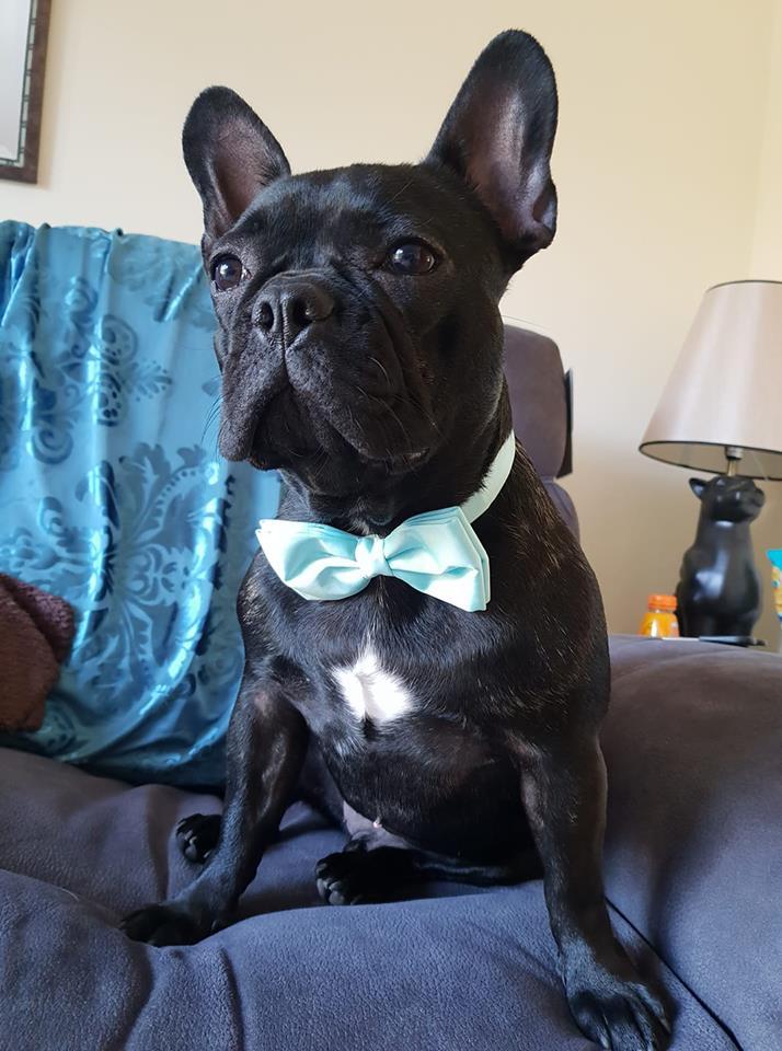 Blue Teal Dog Bow Tie - Dog - Small - Swagger & Swoon