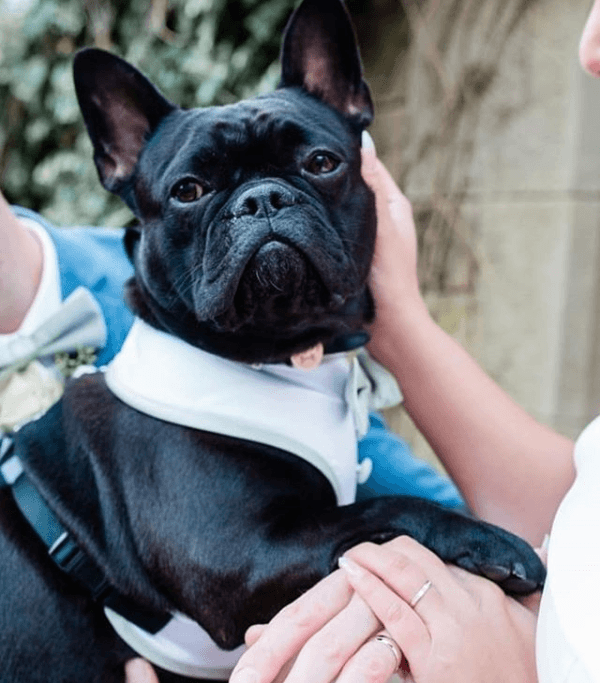 Dog Bow Tie |  Wedding Bows | Colour-matched Doggie Bow | Bow Ties For Dogs | Various Colours