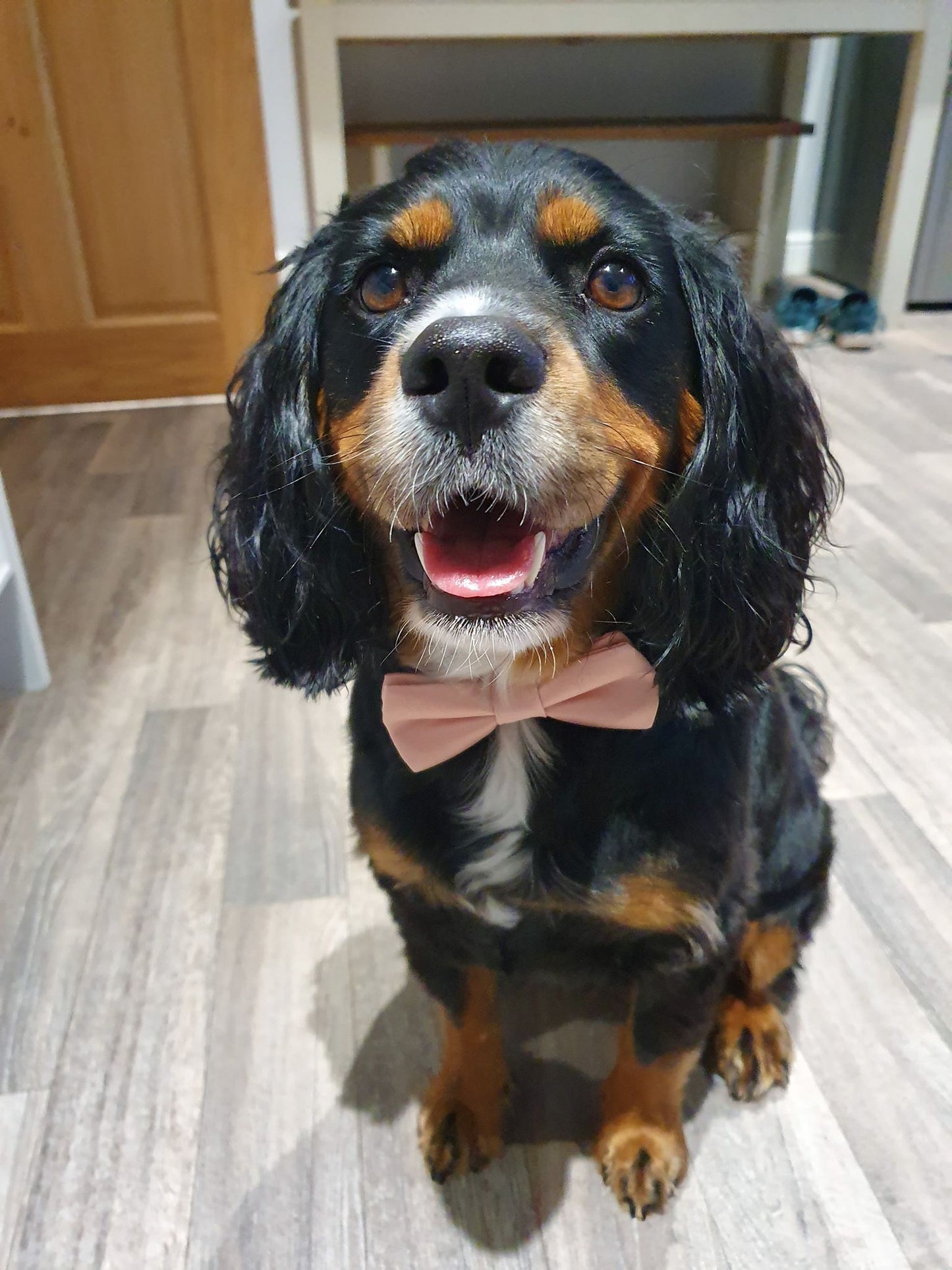 Navy & Orange Floral Dog Bow Tie