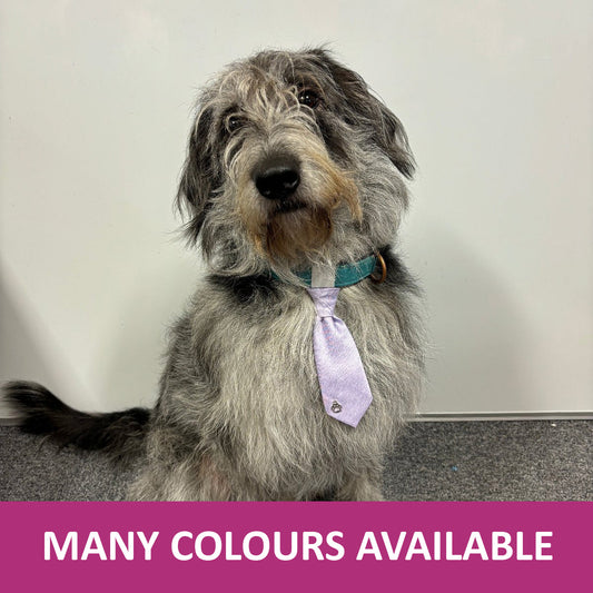 Dog Wedding Tie
